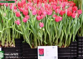 Tulipa First Price ® (1)